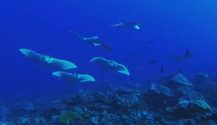 پانسیون Morus Bliss   Divers  Preferred