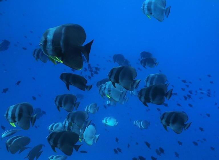 پانسیون Morus Bliss   Divers  Preferred