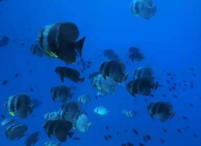 پانسیون Morus Bliss   Divers  Preferred