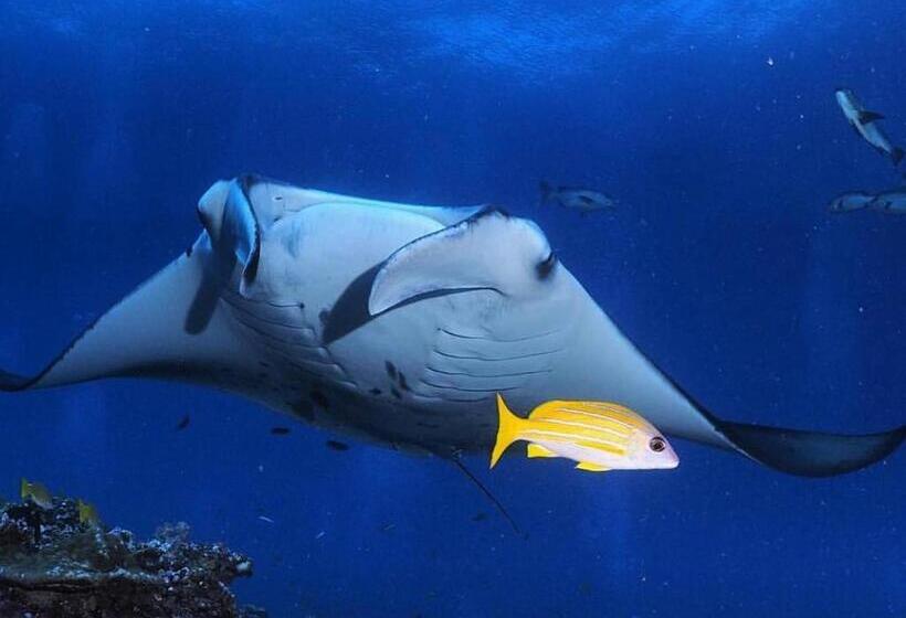 پانسیون Morus Bliss   Divers  Preferred