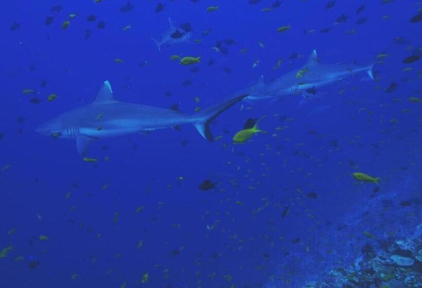 پانسیون Morus Bliss   Divers  Preferred