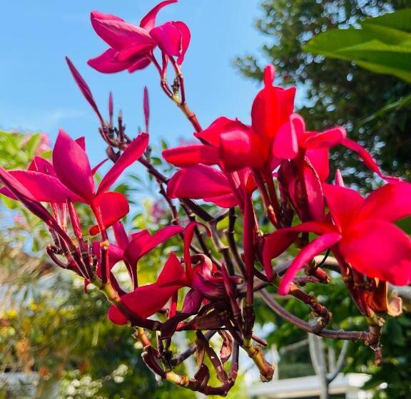 بنسيون Roshe Sky Guest House Colombo