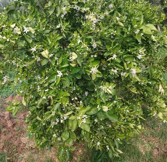 رياض Dar Limoune