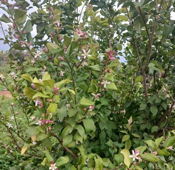 رياض Dar Limoune