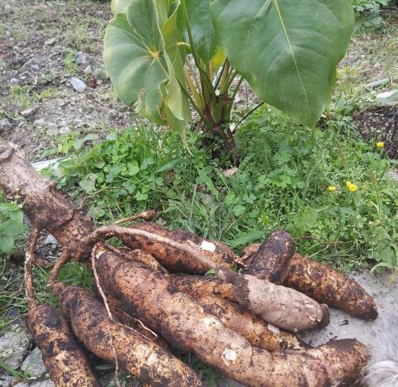 ホテル Finca La Gabriela