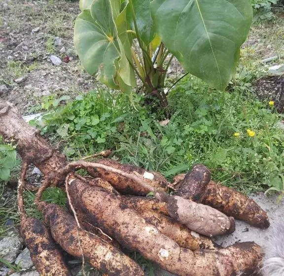 ホテル Finca La Gabriela