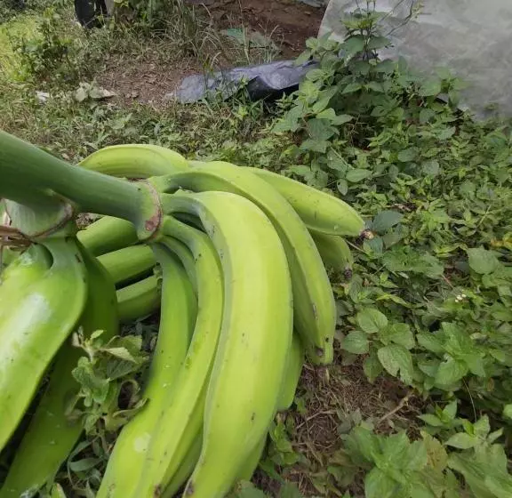 ホテル Finca La Gabriela