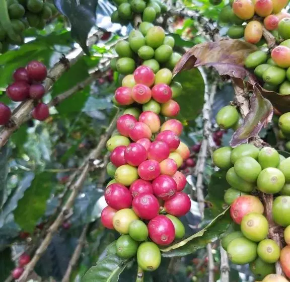 ホテル Finca La Gabriela
