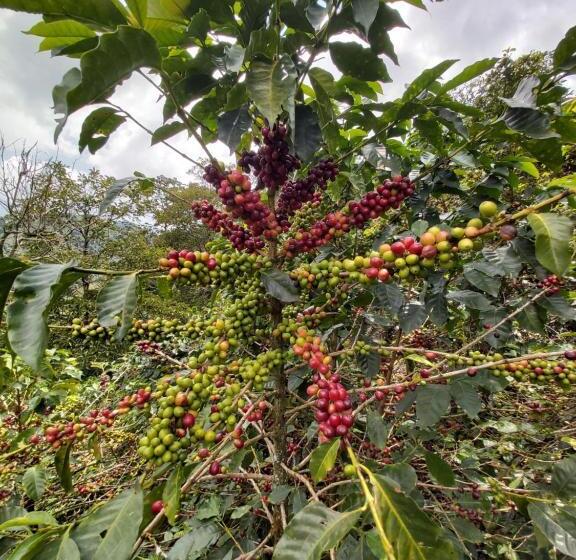 ホテル Finca La Gabriela
