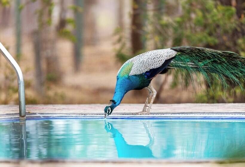 فندق Joe S Bungalow Yala