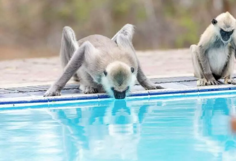 Hotelli Joe S Bungalow Yala