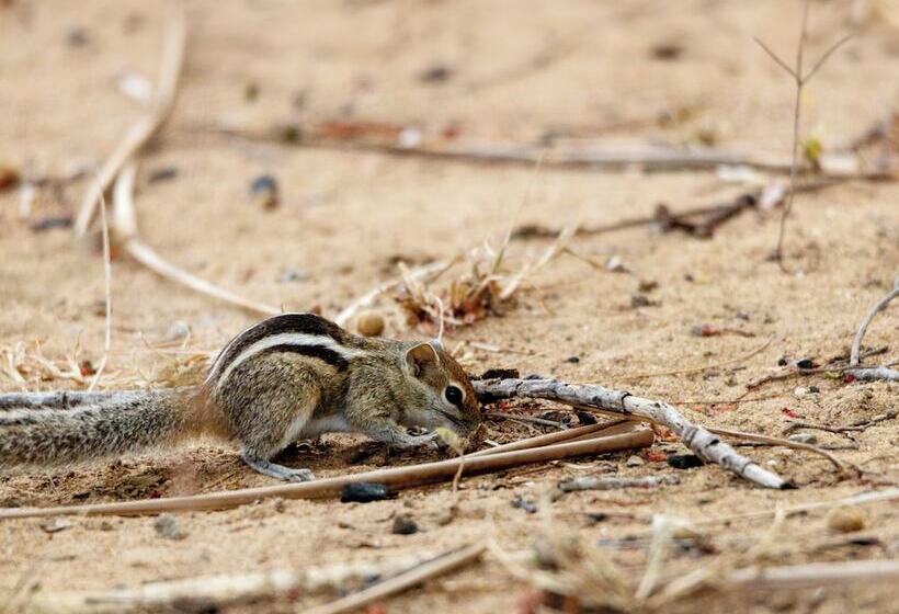 فندق Joe S Bungalow Yala
