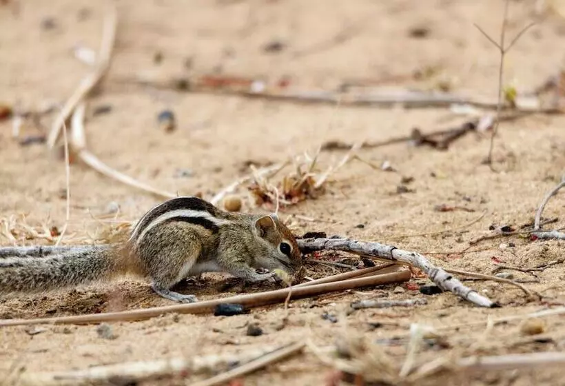 Hotelli Joe S Bungalow Yala