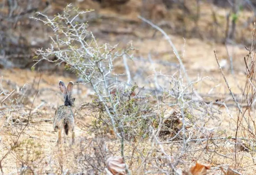 Hotelli Joe S Bungalow Yala