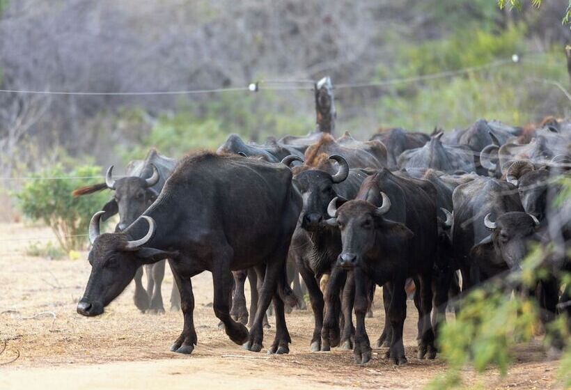 فندق Joe S Bungalow Yala