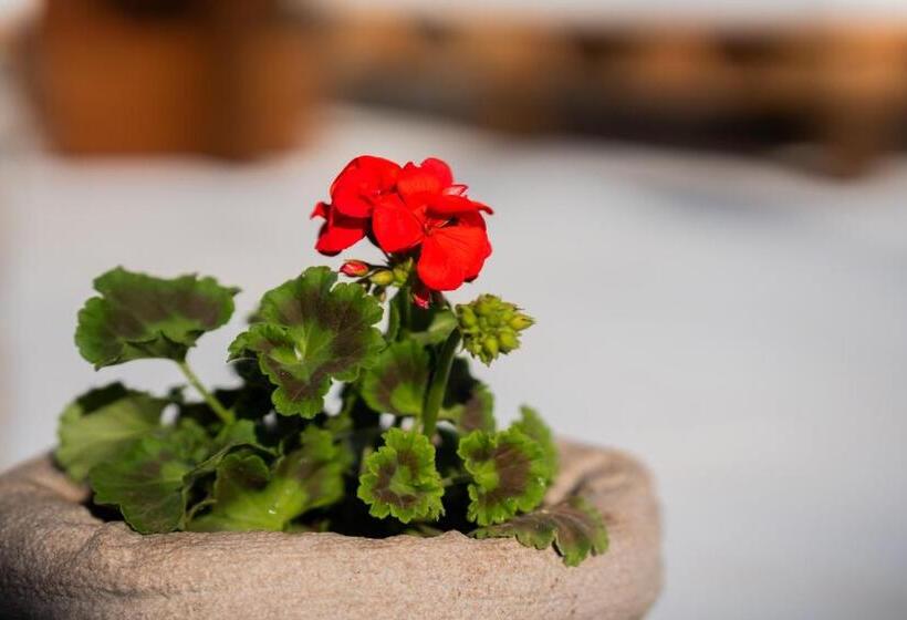 Majatalo Affittacamere Anemone  Grecale2 By Casavacanze Di Angelo