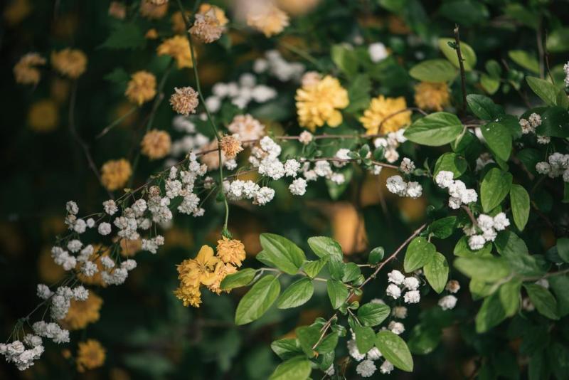 تختخواب و صبحانه Residenza Le Batesine