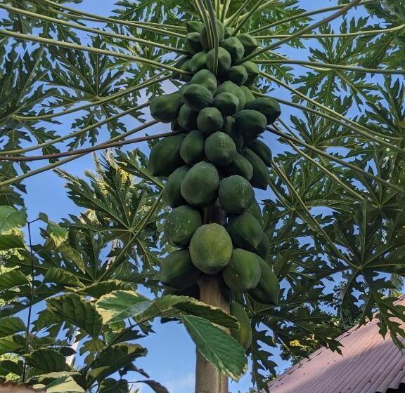 مبيت وإفطار Kua Garden Cottage