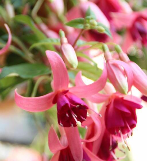 Bed And Breakfast Valjavec