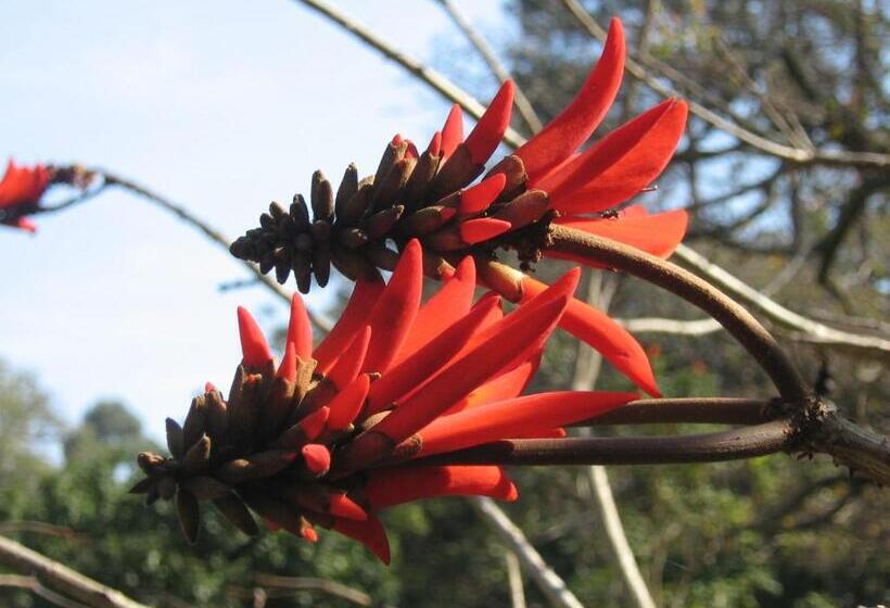 Coral Tree Colony Bed & Breakfast