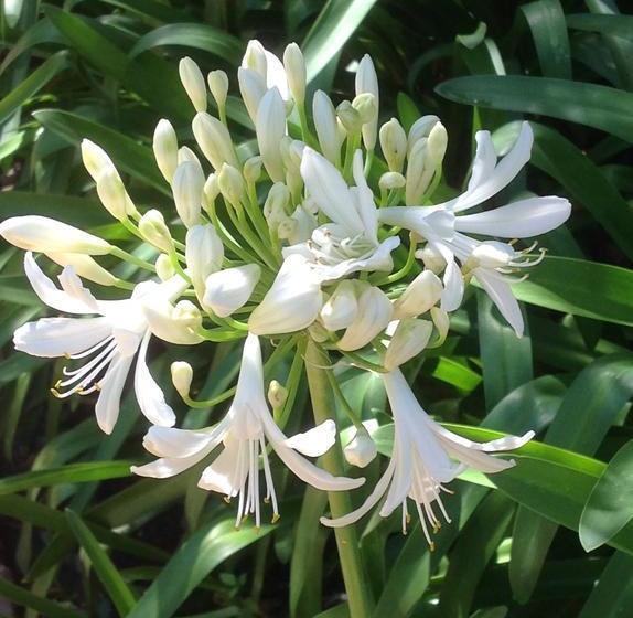 Отель The Oil Mill Guesthouse