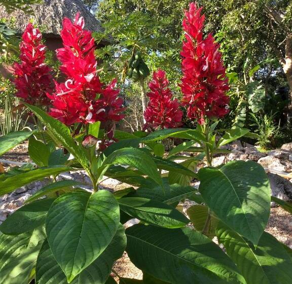 The Pickled Onion Eco Boutique B&b