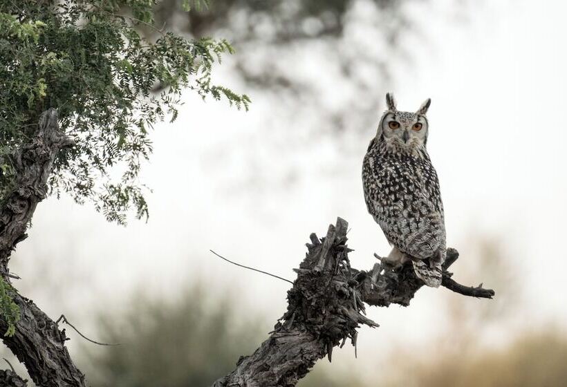 Kaner Retreat - India's First Desert Botanical Resort