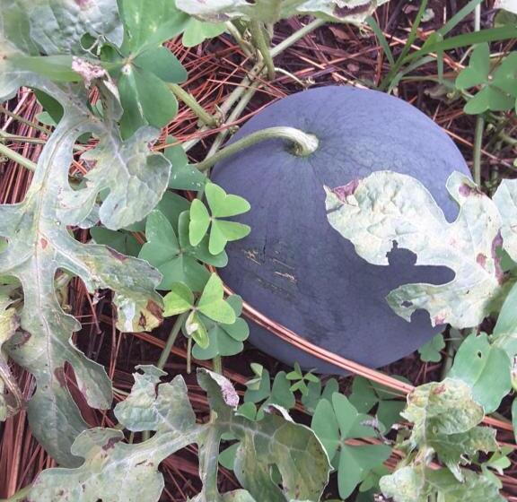 تختخواب و صبحانه Brownstone Country Home