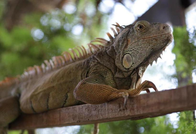 تختخواب و صبحانه Villa Iguana