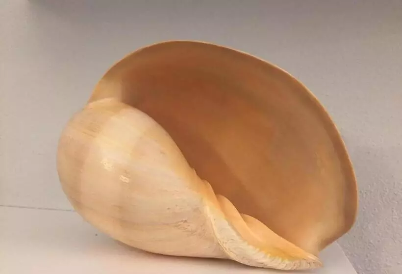 Hotelli Conchiglia