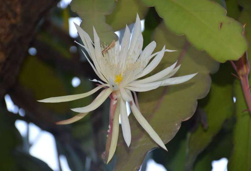 בית מלון כפרי Weligama Holiday Inn