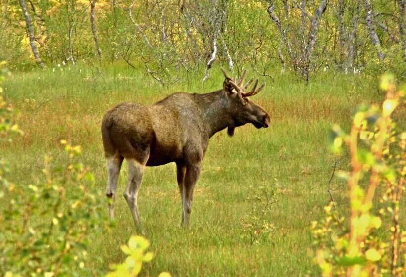 Hornsjø Høyfjellshotell