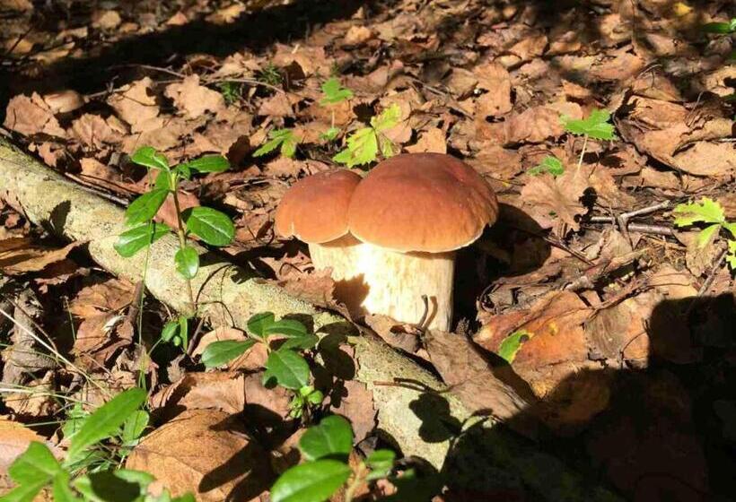 Kurort  Svečių Namai Smalvas