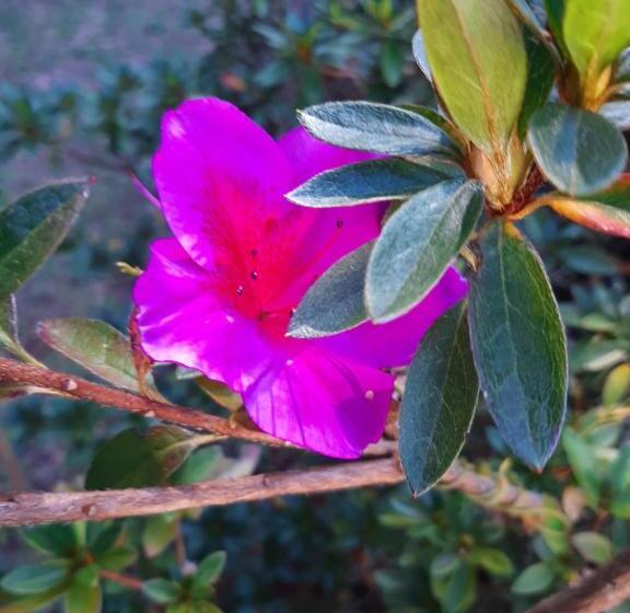 펜션 Pippo Suítes Campos Do Jordão