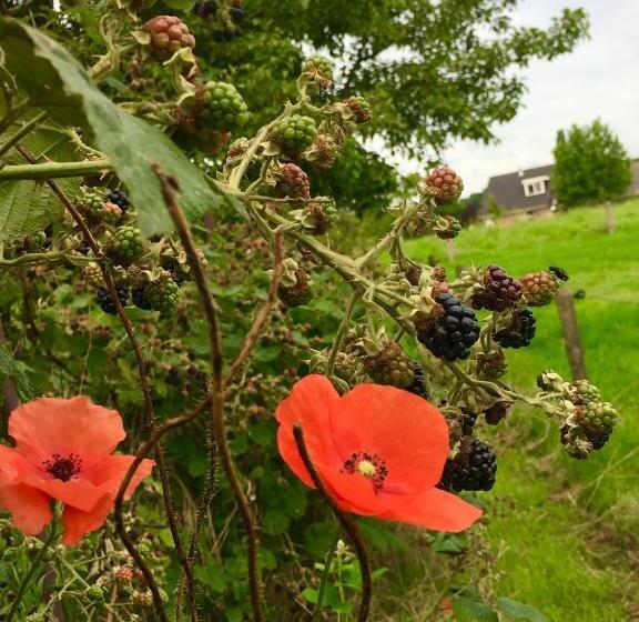 Bed And Breakfast De Bosakker