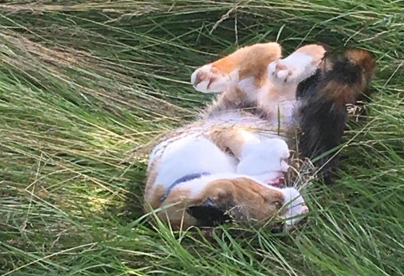 Bed And Breakfast De Bosakker