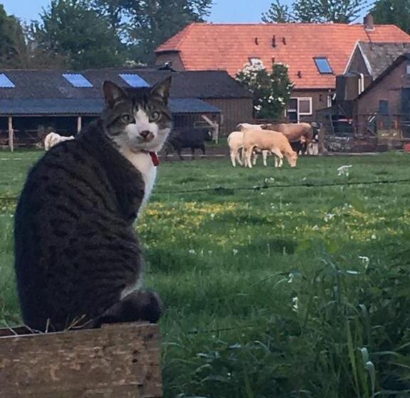 Bed And Breakfast De Bosakker