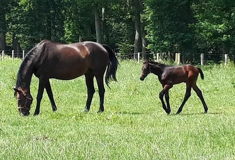 Aamiaismajoitus (B&B) Landgoedhoeve Vosbergen