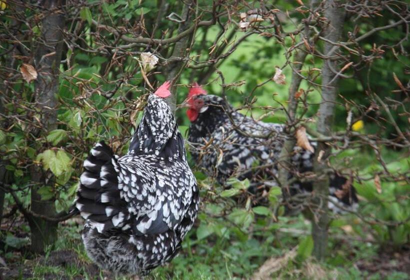 Bed & Breakfast  Op 7