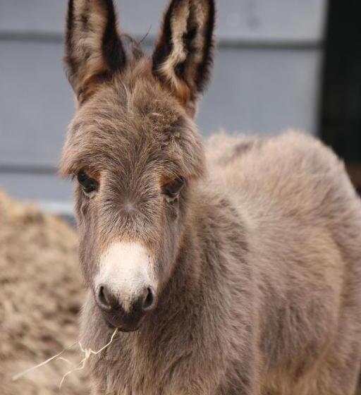 Bed & Breakfast  Op 7