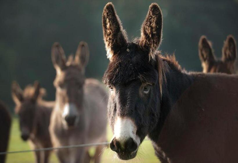 Bed & Breakfast  Op 7