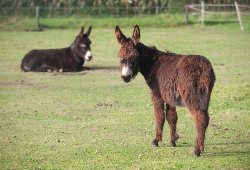 Bed & Breakfast  Op 7