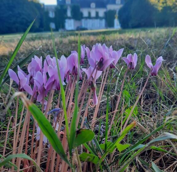 تختخواب و صبحانه L Essongère