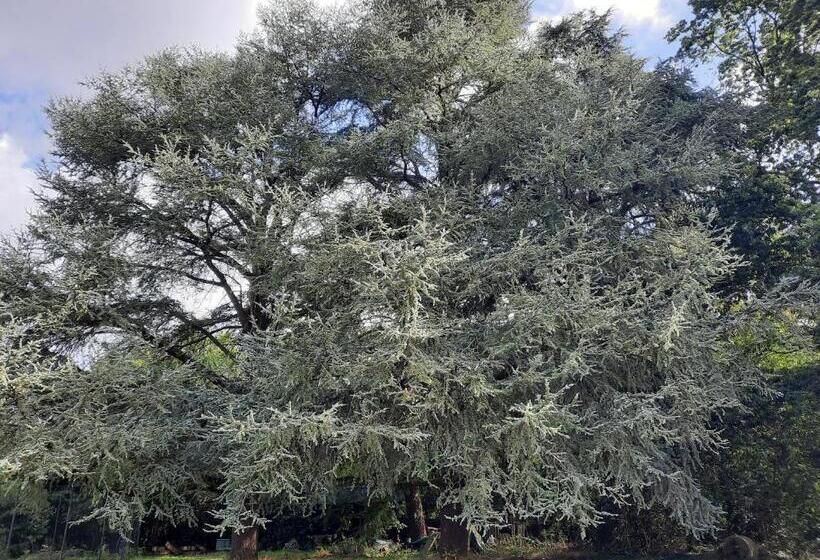 تختخواب و صبحانه L Essongère