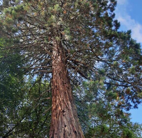 تختخواب و صبحانه L Essongère