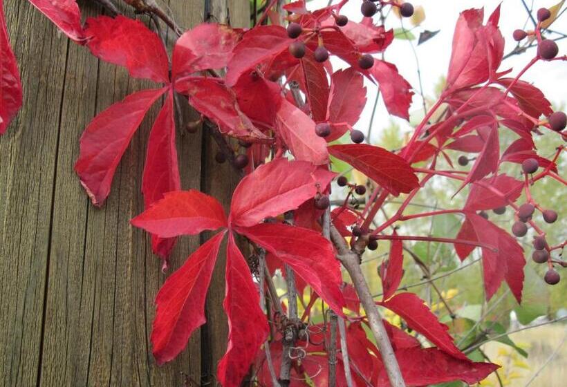 Blue Grouse Country Inn B&b