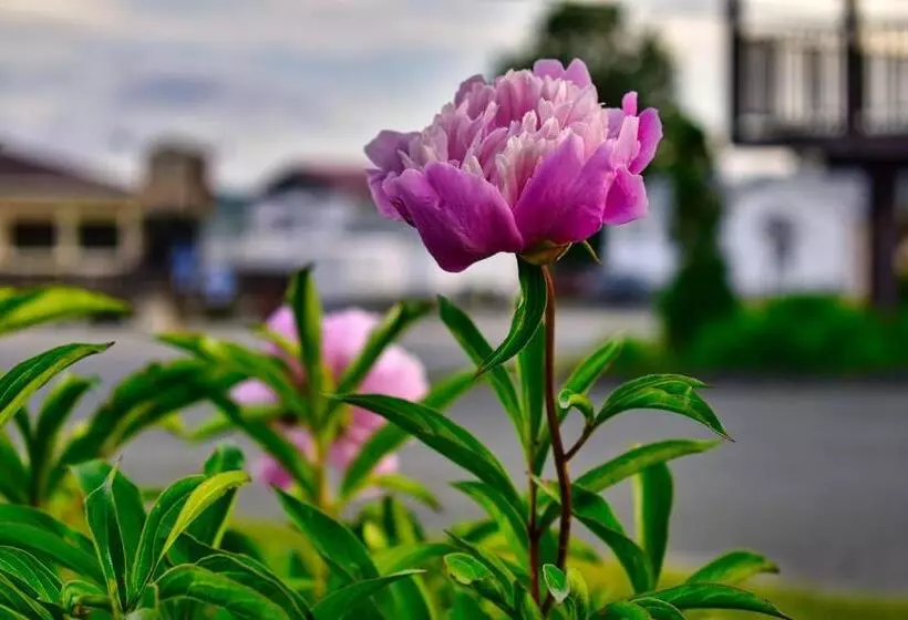 Motel Au Vieux Frontenac