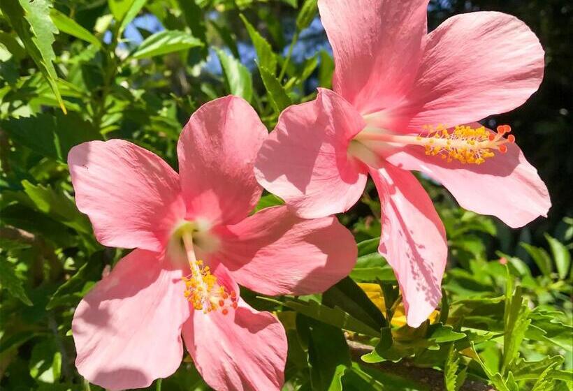 旅館 Minshuku Irayoi