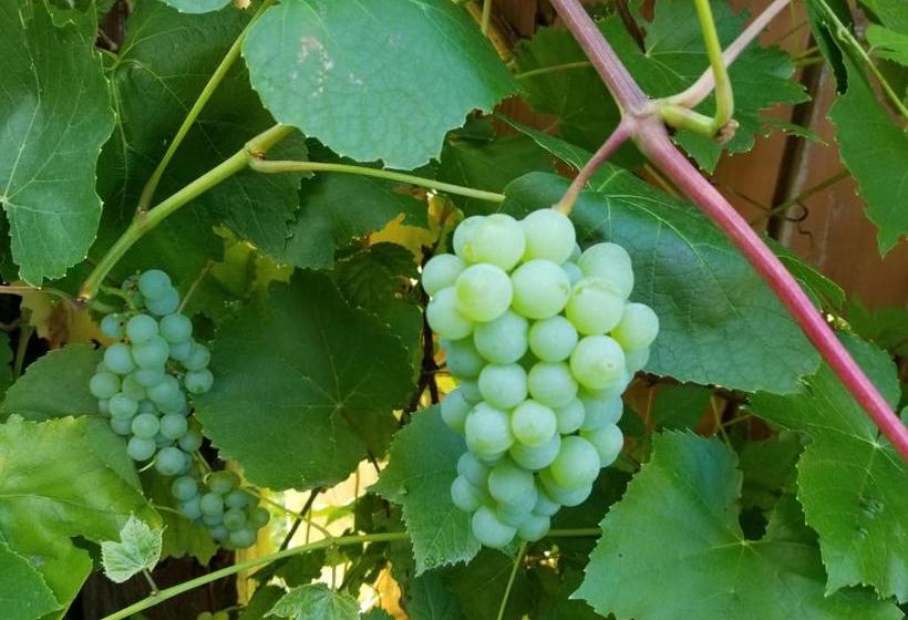 Squamish Highlands B&b