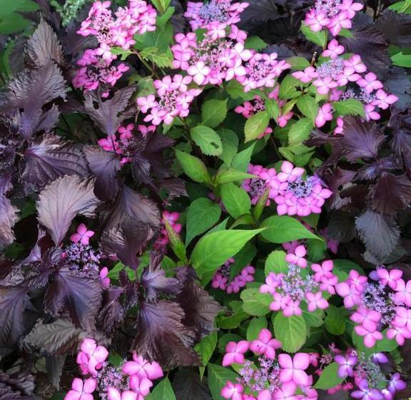 Cafe Restaurant B&b Burari